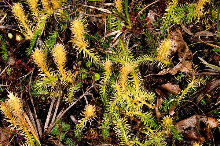 Lycopodiella inundata / Licopodio inondato